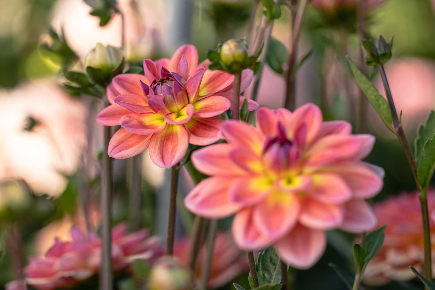 Dahlie 'Pacific View'